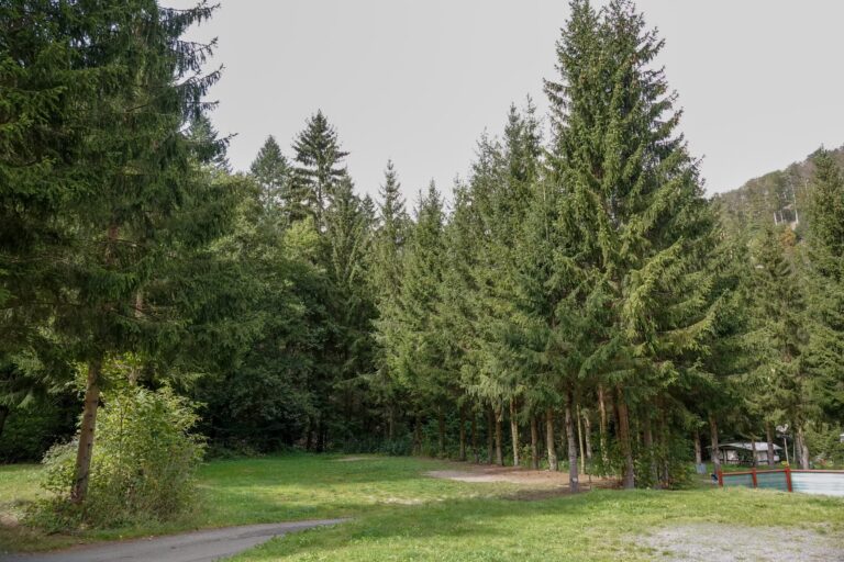 Camping im Waldwinkel Standplatz 5 768x512