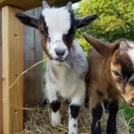 Campingpark im Bergischen Land Ziegen auf dem Campingplatz 19315051 9b92 4412 813f e5dba8cf2f59 150x150