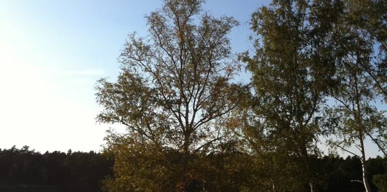 Campingplatz Am Tonsee Badestrand und Blick auf den Tonsee an dem der Campingplatz liegt 768x382