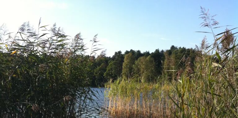 Campingplatz Am Tonsee Schilf am See an dem der Campingplatz liegt 768x382
