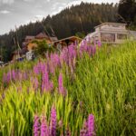Family Resort Kleinenzhof Zeltplaetze und Wiese mit Blumen  150x150