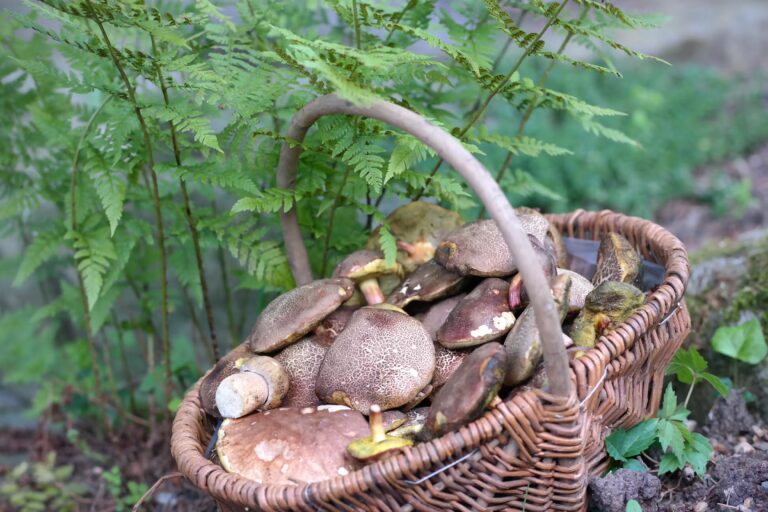 Kurcamping Harz Pilze Sammeln in der Umgebung vom Campingplatz 768x512