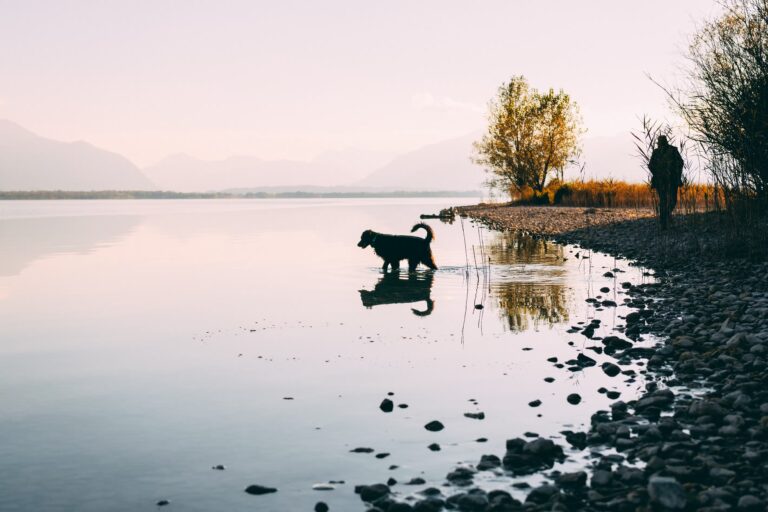Strandcamping Waging Hund am Strand des Campingplatzes 528edbb0 0f07 41ab 94d5 6dbd8ac72858 768x512