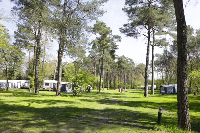 Camping De Paal Blick auf die Stellplatzwiese 50f9d96f 5f78 4a74 a23a edc5d8e79170 768x512