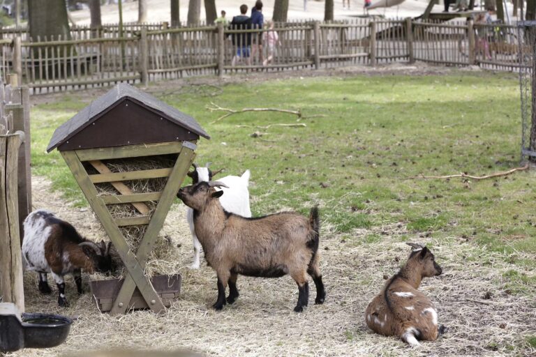 Camping De Paal Streichelzoo mit Ziegen 8ae0892a e5d6 4763 b11f 7c67e60f4d29 768x512