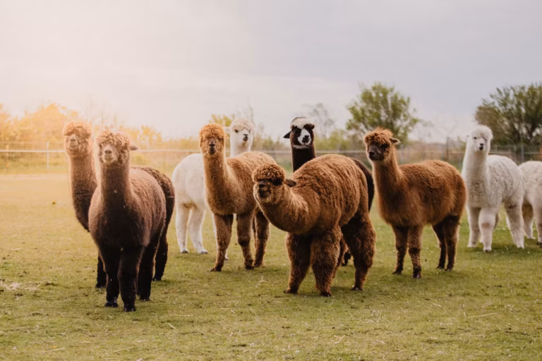 Strandcamping Kleine Farm auf dem Campingplatz c78855d3 e3e7 4e47 99c0 c5e4a581e126 768x512