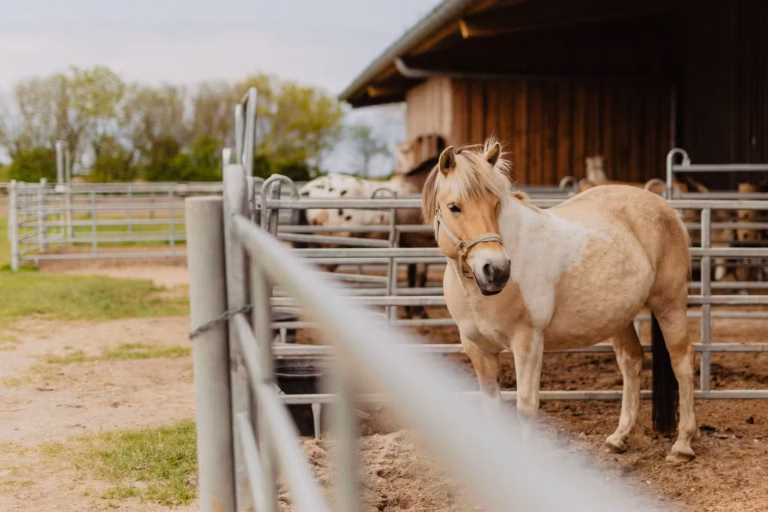 Strandcamping Ponyhof auf dem Campingplatz e830b7a3 27d7 4f19 bfae 36d21540bfbc 768x512