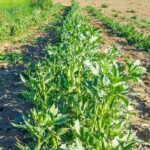 Agricampeggio Abbruzzetti - Bild 12