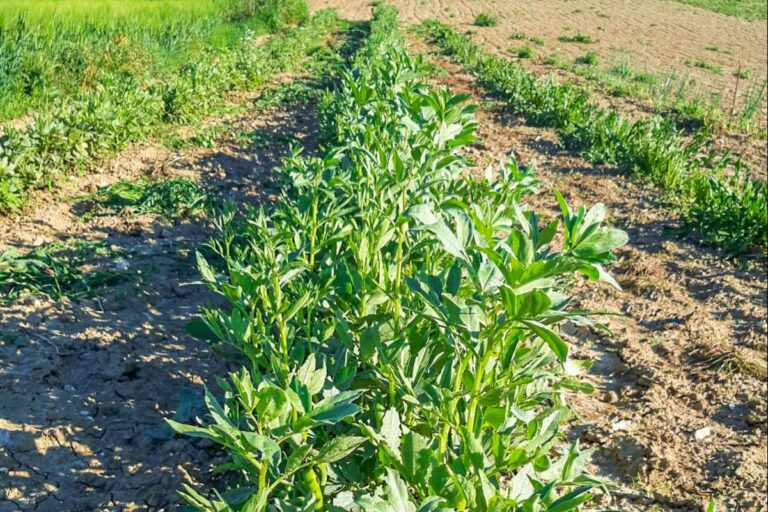 Agricampeggio Abbruzzetti - Bild 12