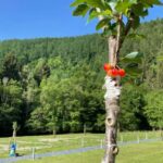 Ardenne Camping Mâboge - Bild 10