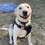 Blokhus Natur Camping - Bild 12