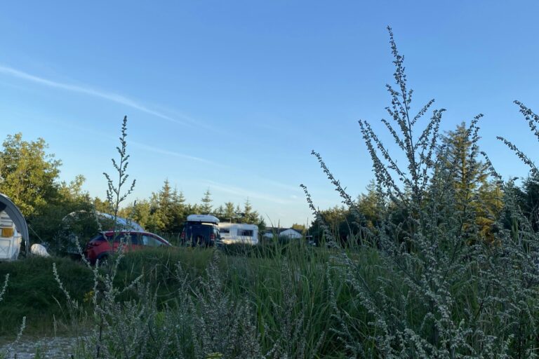 Blokhus Natur Camping - Bild 6