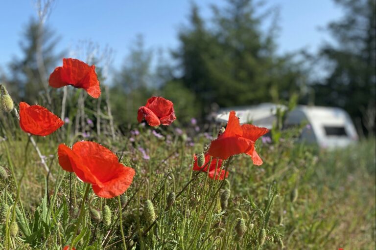 Blokhus Natur Camping - Bild 7