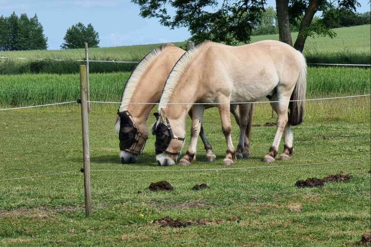 Boeslunde Camping - Bild 2 Boeslunde Camping - Bild 2