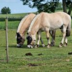 Boeslunde Camping - Bild 2 Boeslunde Camping - Bild 2