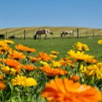 Boeslunde Camping - Bild 8 Boeslunde Camping - Bild 8