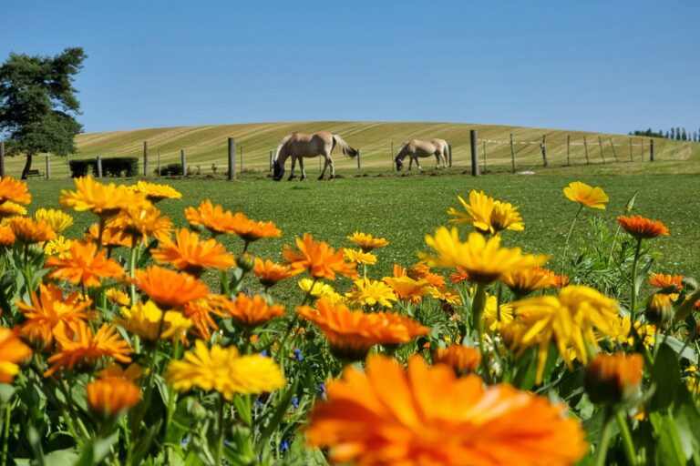 Boeslunde Camping - Bild 8 Boeslunde Camping - Bild 8