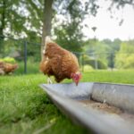 Bungalowpark Het Bosmeer - Bild 8