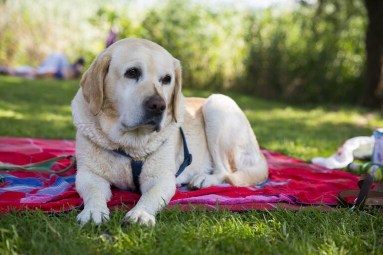 Caldonazzo Family Collection - Bild 7