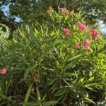 Camping Abri De Camargue - Bild 20 Camping Abri De Camargue - Bild 20