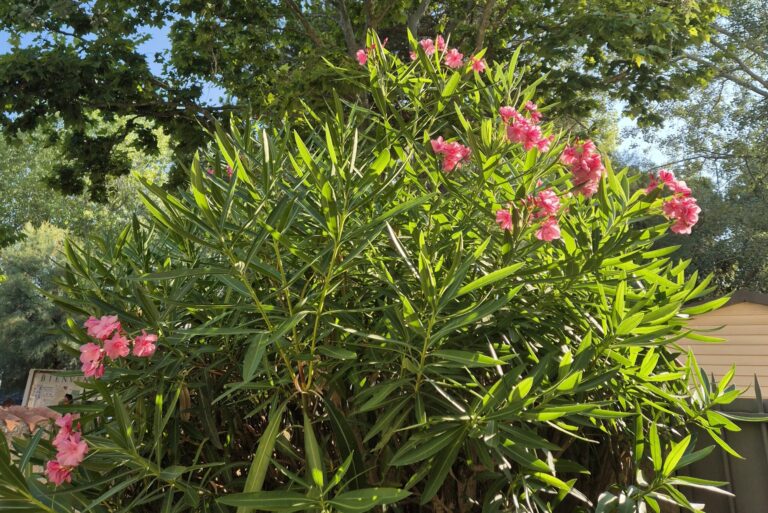 Camping Abri De Camargue - Bild 20 Camping Abri De Camargue - Bild 20