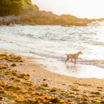 Camping Atlantica - Ciela Village - Bild 5 Camping Atlantica - Ciela Village - Bild 5