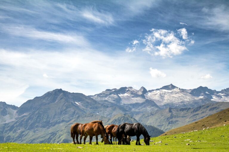 Camping Bedura Park - Bild 19