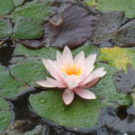 Camping Bockenauer Schweiz - Bild 5 Camping Bockenauer Schweiz - Bild 5