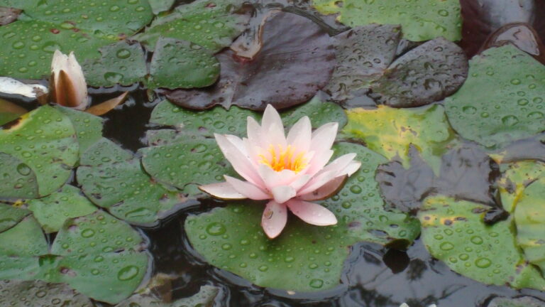 Camping Bockenauer Schweiz - Bild 5 Camping Bockenauer Schweiz - Bild 5