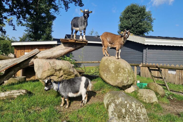 Camping Bøllingsø - Bild 20