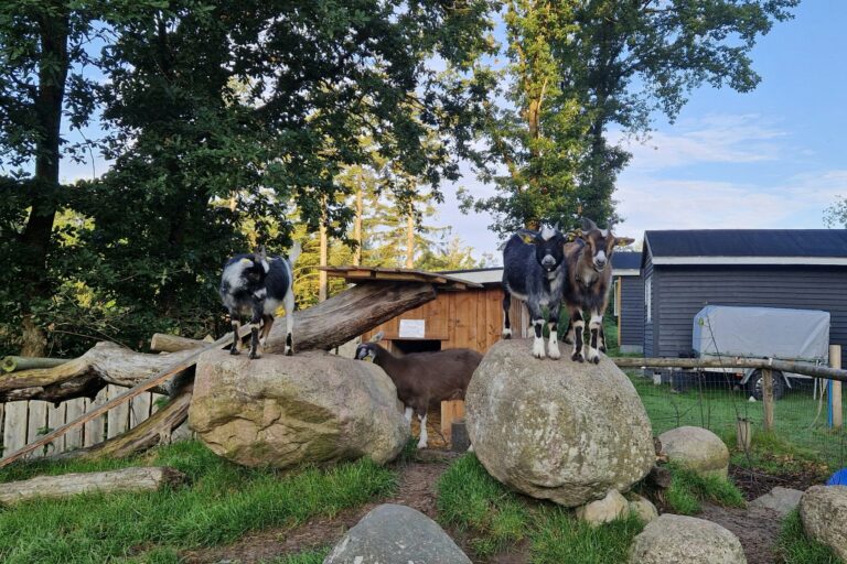 Camping Bøllingsø - Bild 6