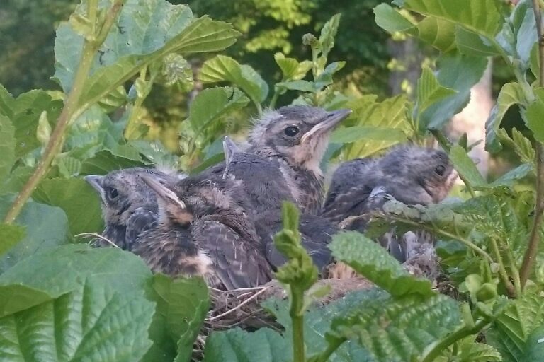 Camping De Chênefleur - Bild 11