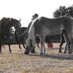 Camping De Kernéjeune - Bild 8