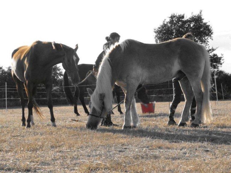 Camping De Kernéjeune - Bild 8