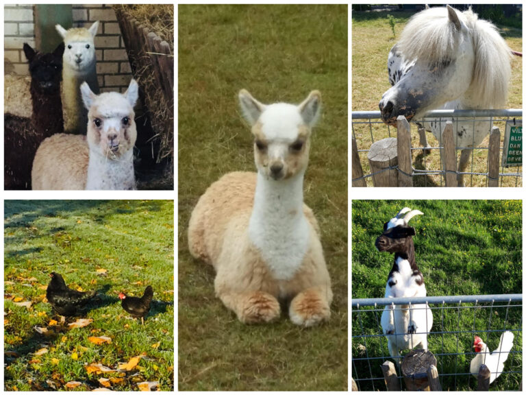 Camping De Muk - Bild 14 Camping De Muk - Bild 14