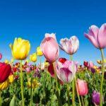 Camping De Watersnip - Bild 13