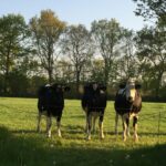 Camping De Wedze - Bild 6 Camping De Wedze - Bild 6