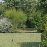 Camping Des Hautes Grées - Bild 6