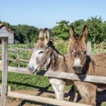 Camping Domaine De Fromengal - Bild 13