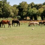 Camping Domaine De Kervallon - Bild 9 Camping Domaine De Kervallon - Bild 9