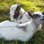 Camping Entre Terre Et Mer - Bild 11