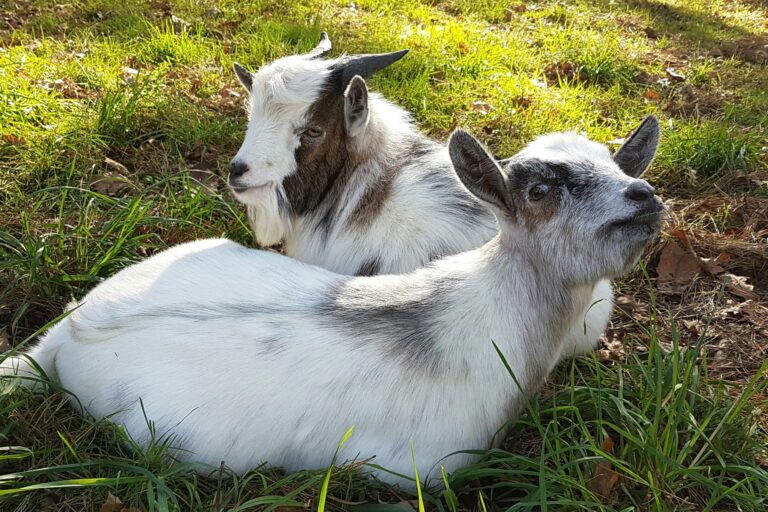 Camping Entre Terre Et Mer - Bild 11