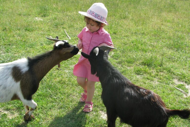 Camping Ferme Pédagogique De Prunay - Bild 18