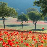 Camping Il Collaccio - Bild 19