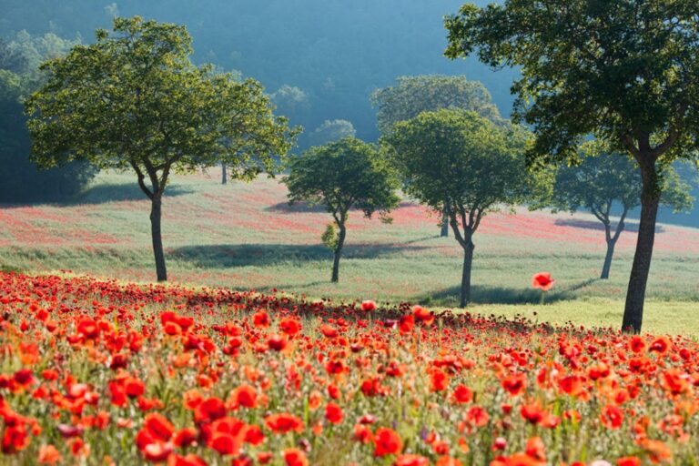 Camping Il Collaccio - Bild 19