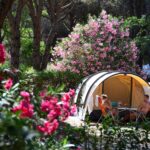 Camping La Baume - La Palmeraie - Bild 5