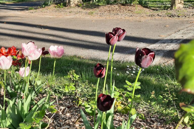 Camping La Belle Étoile - Bild 16