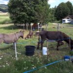 Camping La Cigale De L'allier - Bild 9 Camping La Cigale De L'allier - Bild 9