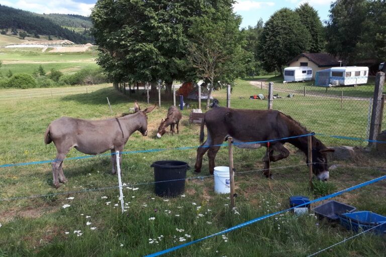 Camping La Cigale De L'allier - Bild 9 Camping La Cigale De L'allier - Bild 9