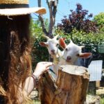 Camping La Ferme De Lann Hoedic - Bild 13